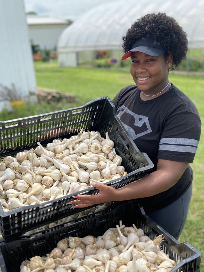 Kia harvesting garlic.