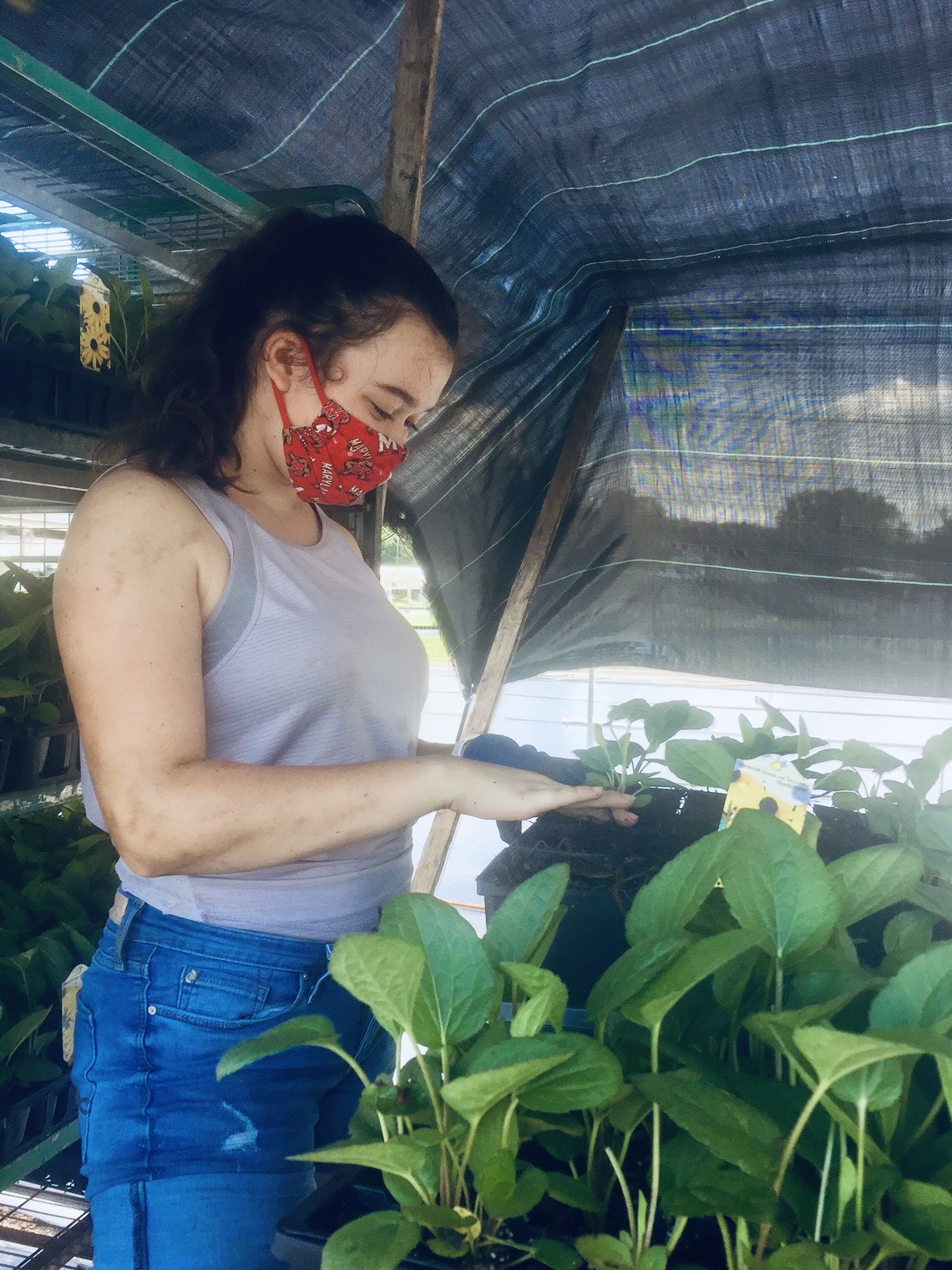 Mara potting plants